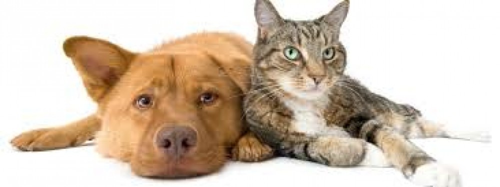 Sale Cat & Dog Supplies